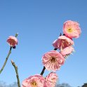 Prunus mume fleur